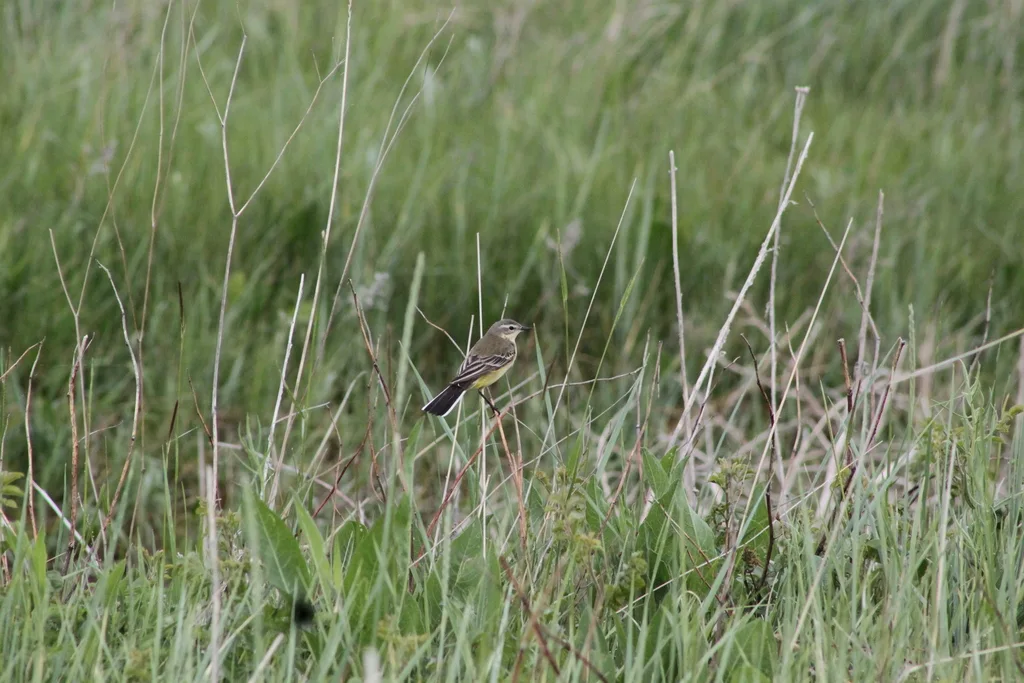西黄鹡鸰(Motacilla flava)