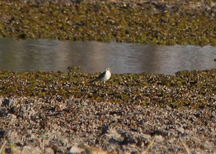 西黄鹡鸰(Motacilla flava)