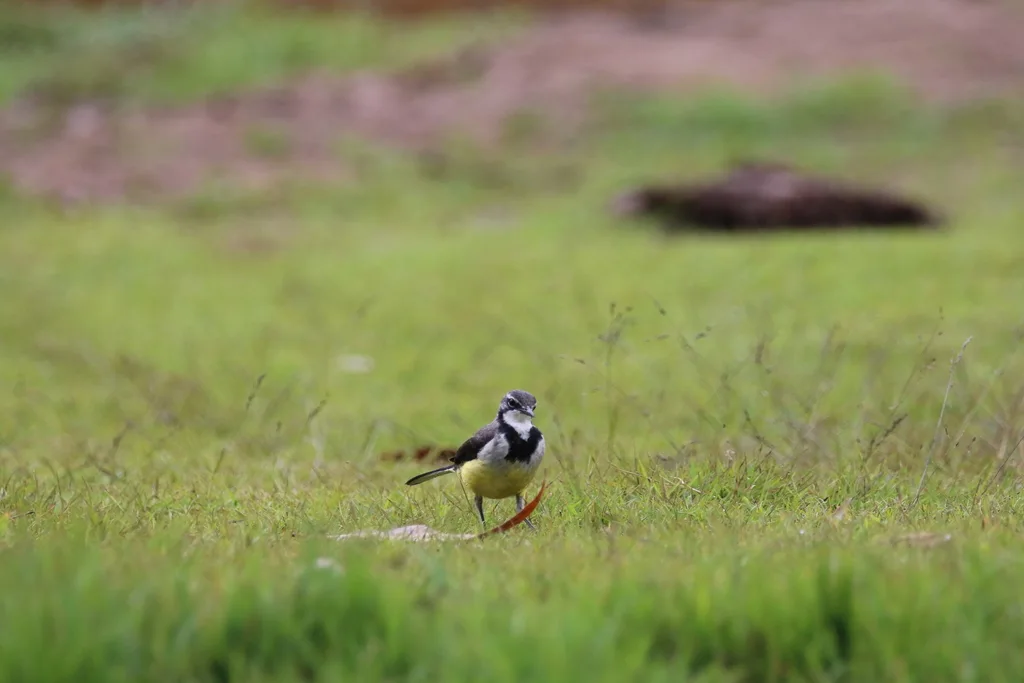 马岛鹡鸰(Motacilla flaviventris)