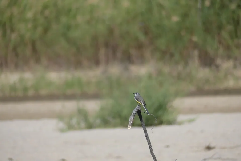 马岛鹡鸰(Motacilla flaviventris)