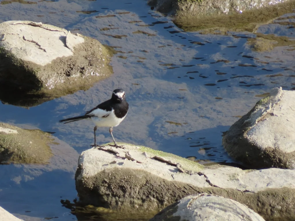 日本鹡鸰（Motacilla grandis）