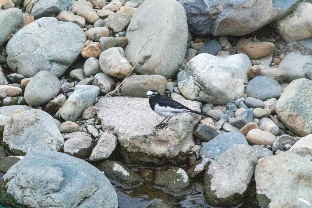日本鹡鸰（Motacilla grandis）