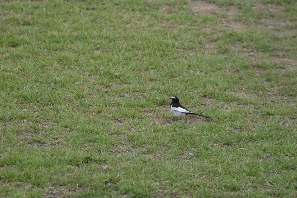 日本鹡鸰（Motacilla grandis）