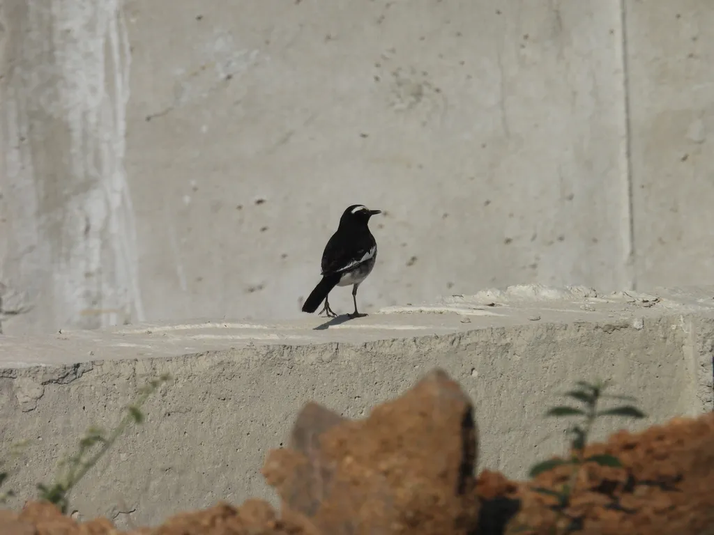 大斑鹡鸰(Motacilla maderaspatensis)