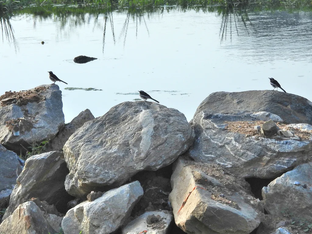 大斑鹡鸰(Motacilla maderaspatensis)