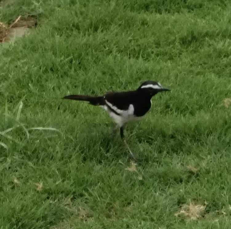 大斑鹡鸰(Motacilla maderaspatensis)