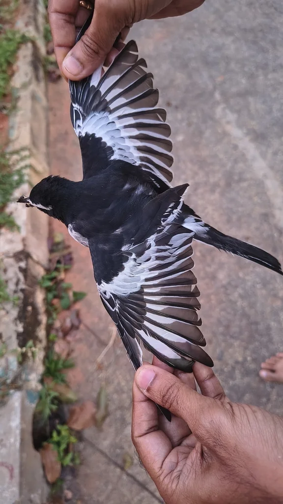 大斑鹡鸰(Motacilla maderaspatensis)