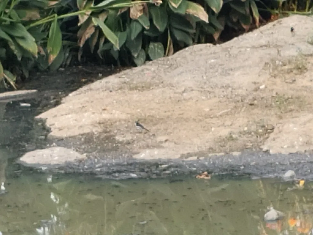 大斑鹡鸰(Motacilla maderaspatensis)