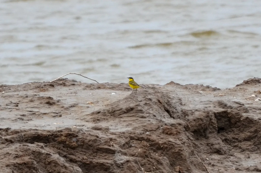 黄鹡鸰(Motacilla tschutschensis)