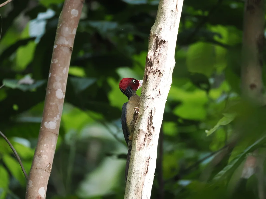 暗黄啄木鸟(Mulleripicus fulvus)
