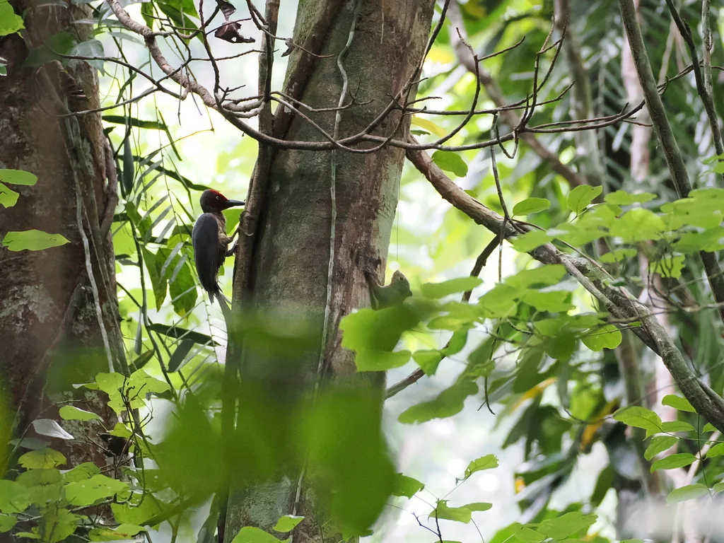 暗黄啄木鸟(Mulleripicus fulvus)