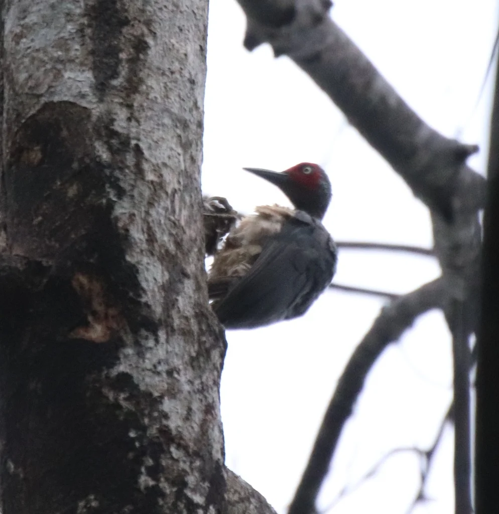 暗黄啄木鸟(Mulleripicus fulvus)