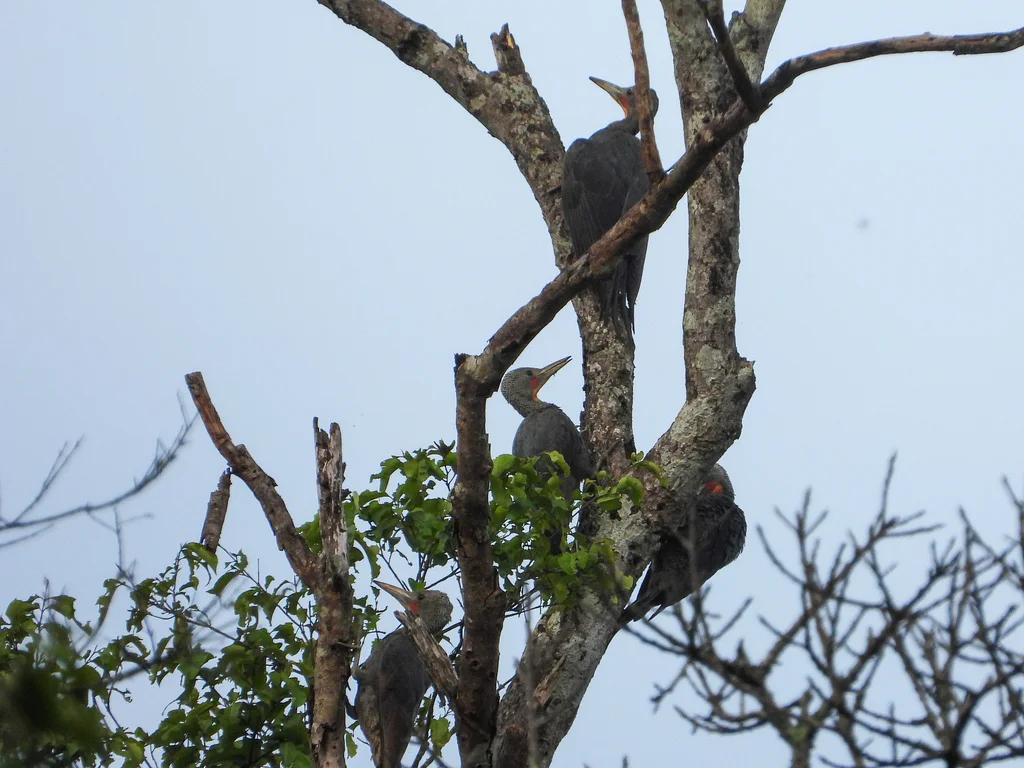 大灰啄木鸟(Mulleripicus pulverulentus)