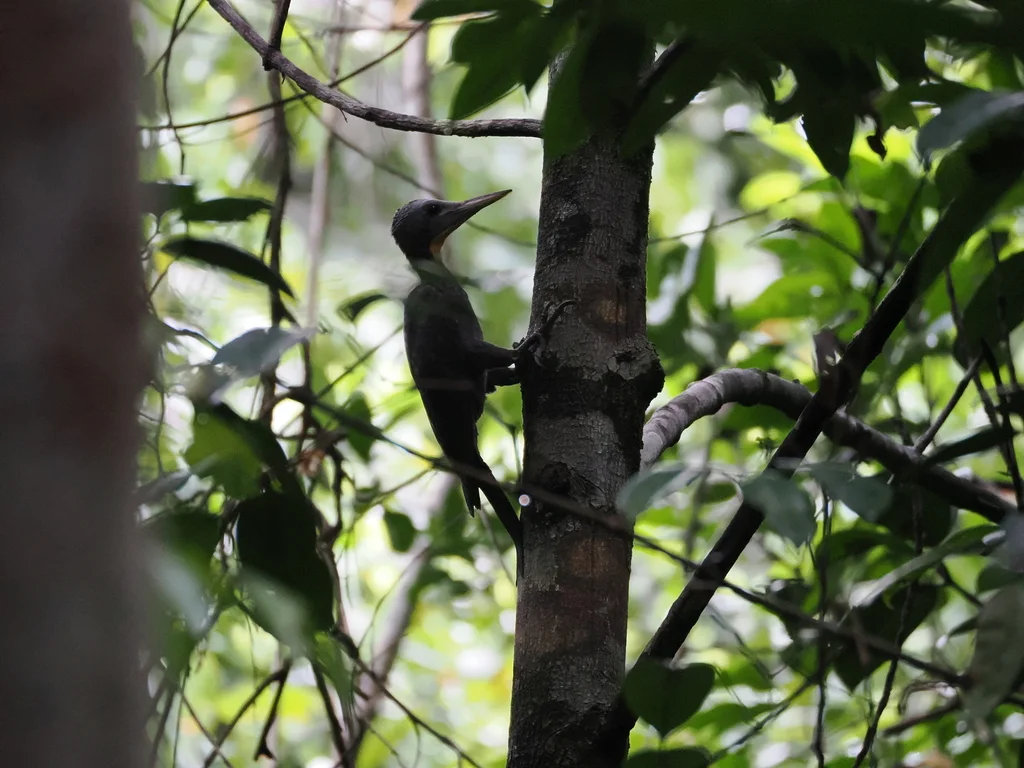 大灰啄木鸟(Mulleripicus pulverulentus)