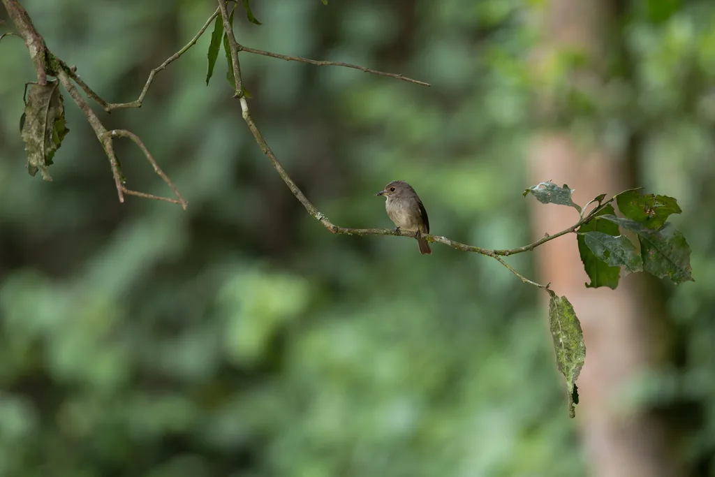 暗鹟(Muscicapa adusta)
