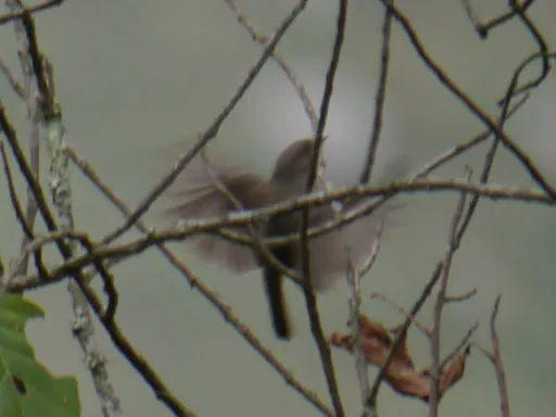 暗鹟(Muscicapa adusta)