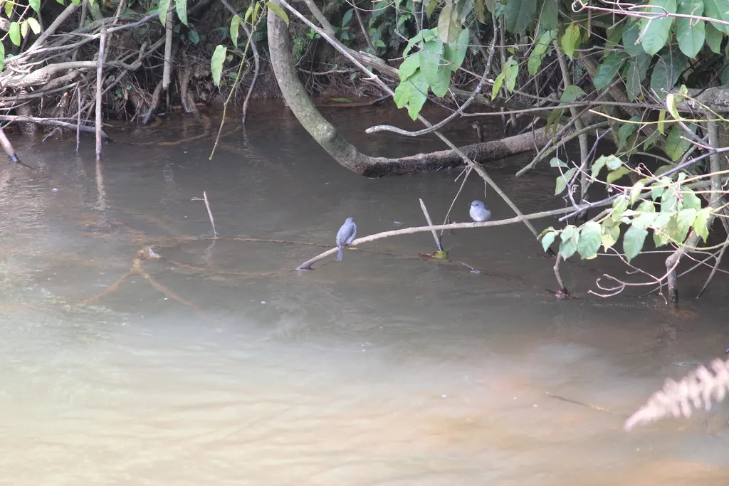 卡氏灰鹟(Muscicapa cassini)