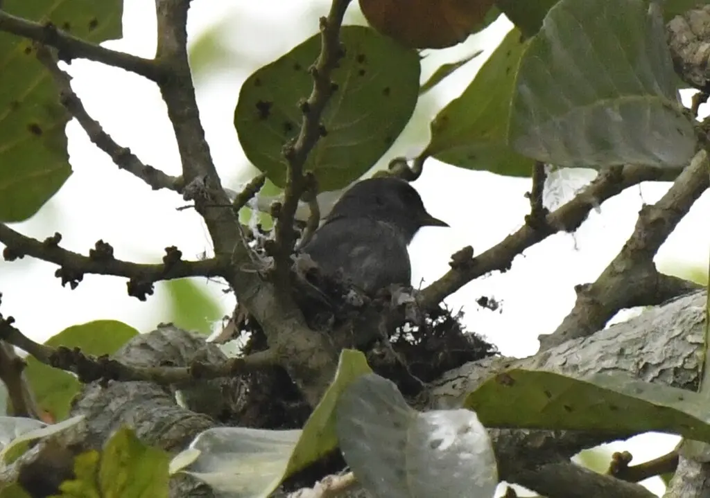 小灰鹟(Muscicapa epulata)