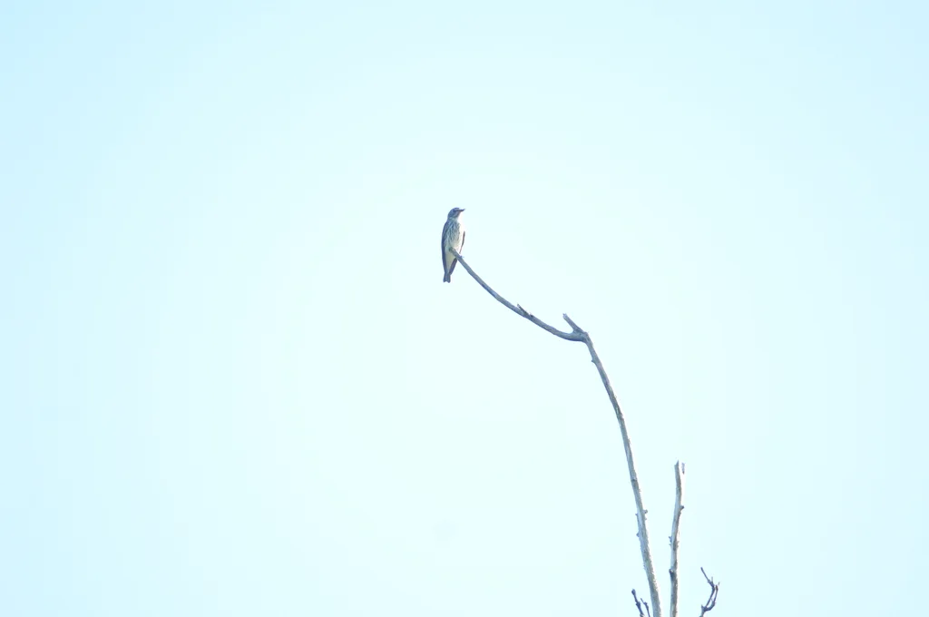 灰纹鹟（Muscicapa griseisticta）