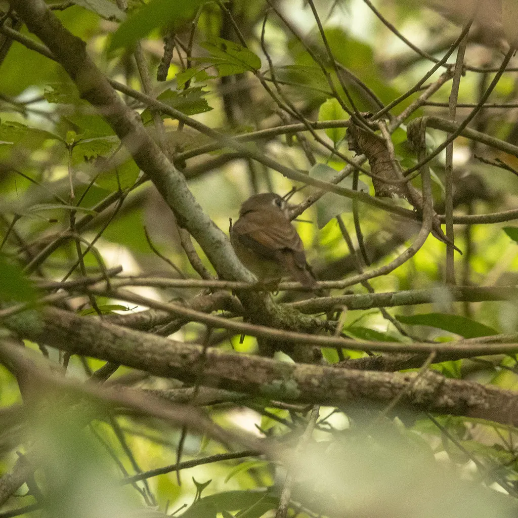 褐胸鹟(Muscicapa muttui)