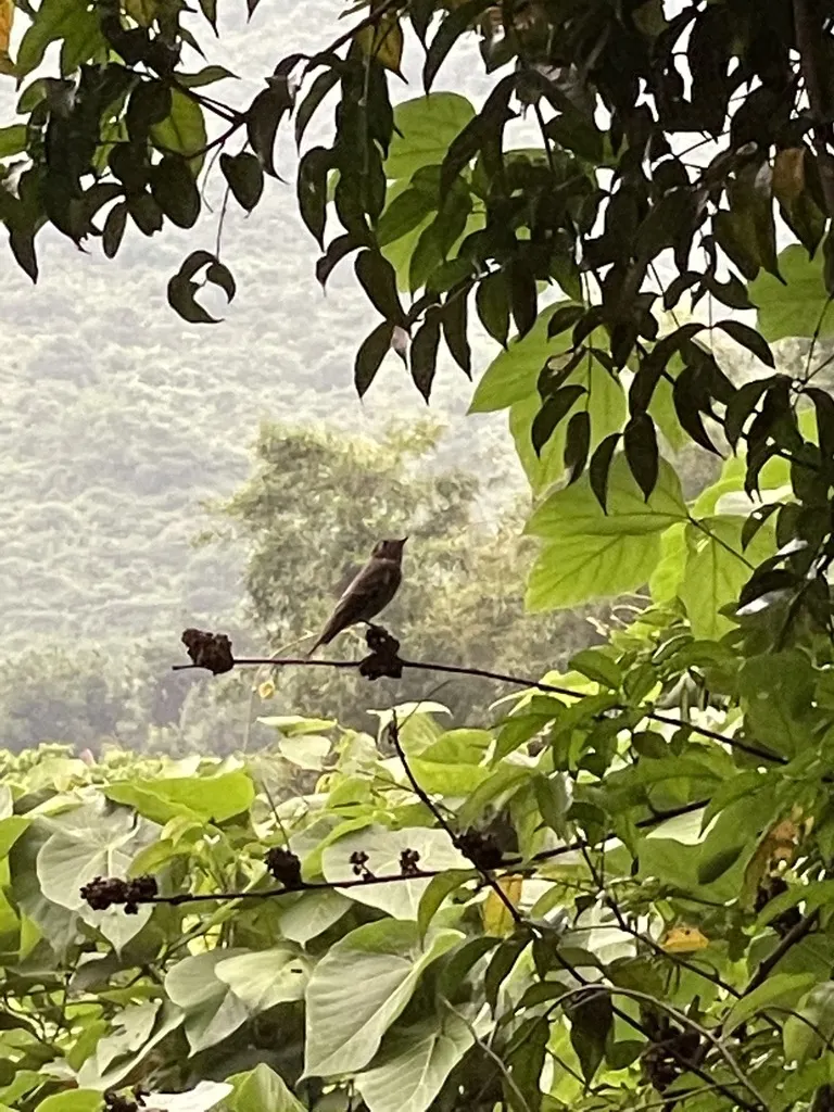乌鹟（Muscicapa sibirica）