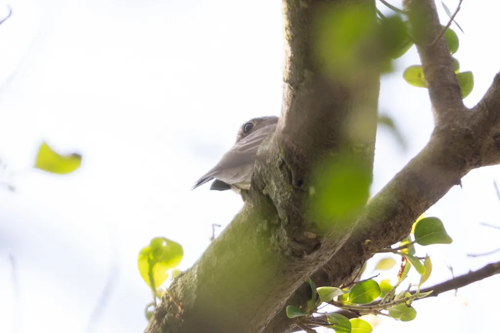 乌鹟（Muscicapa sibirica）