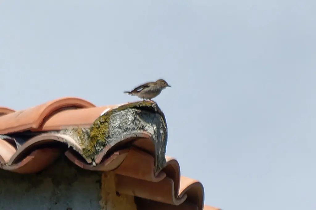 斑鹟(Muscicapa striata)