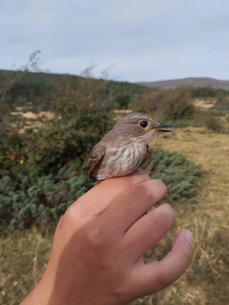 斑鹟(Muscicapa striata)