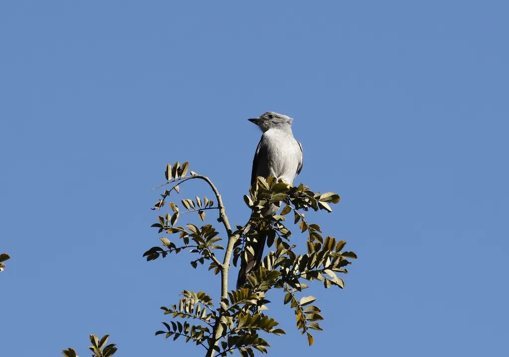 剪尾灰霸鹟(Muscipipra vetula)