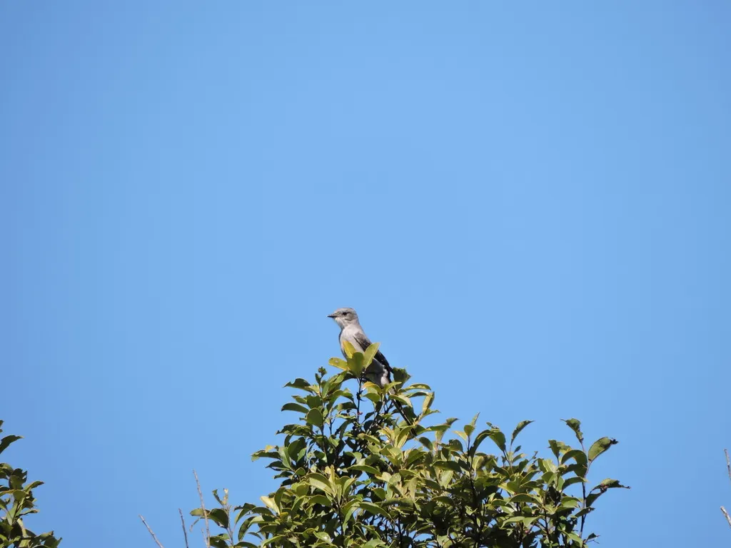 剪尾灰霸鹟(Muscipipra vetula)