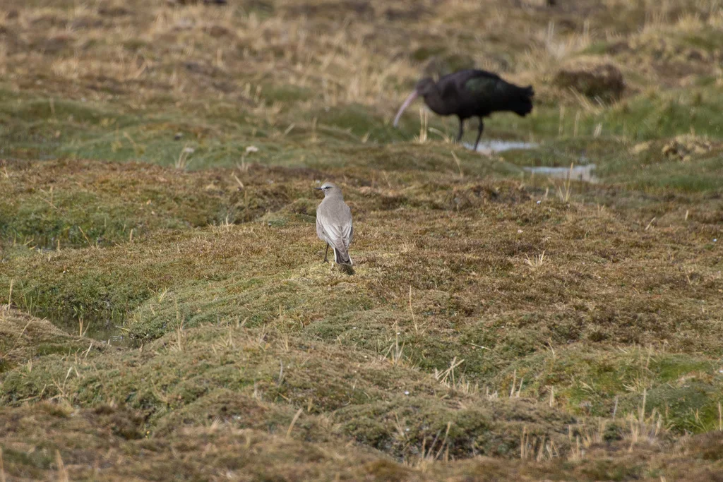 白额地霸鹟（Muscisaxicola albifrons）