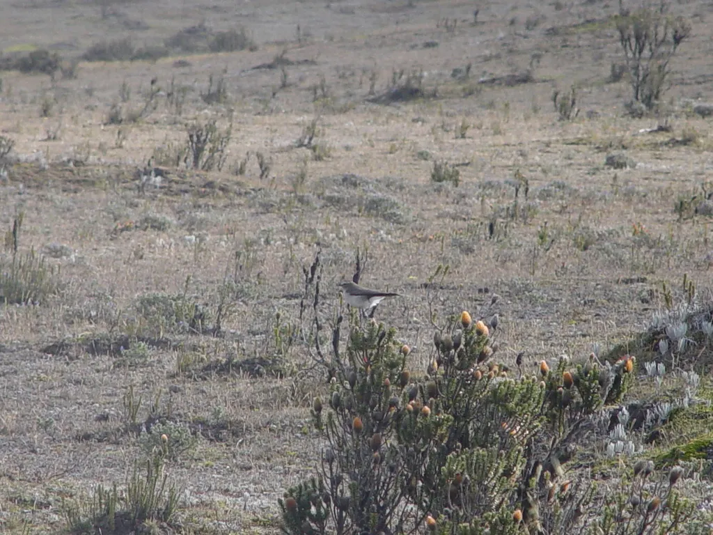 白眉地霸鹟(Muscisaxicola albilora)
