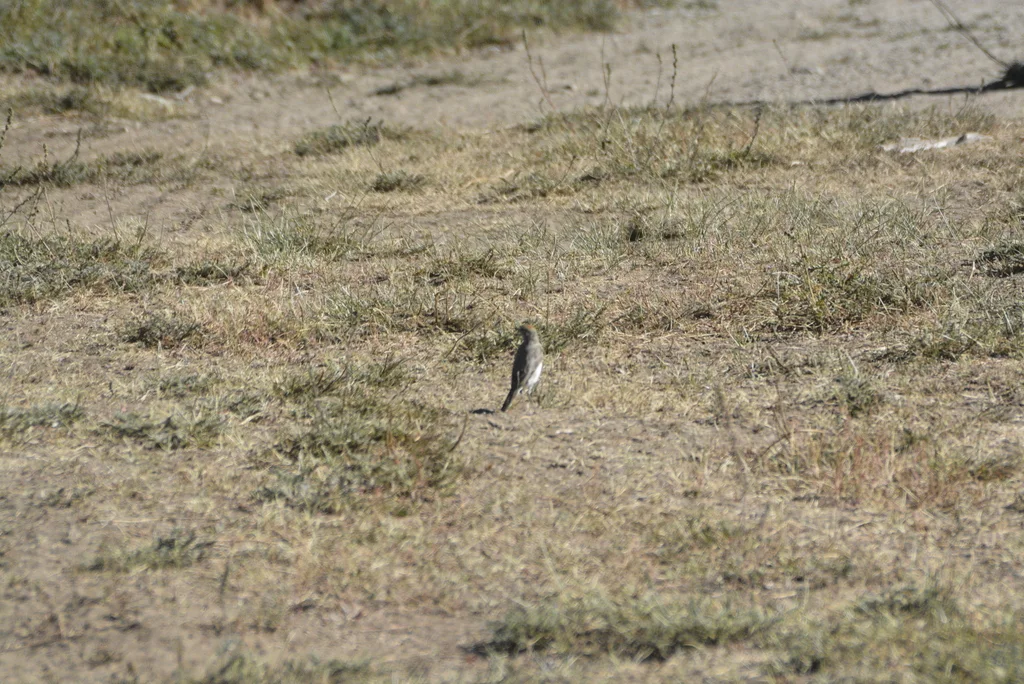 白眉地霸鹟(Muscisaxicola albilora)