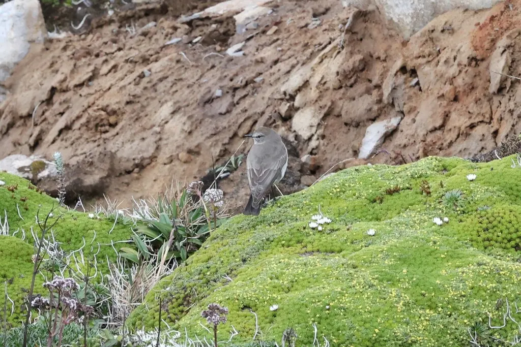 淡顶地霸鹟（Muscisaxicola alpinus）