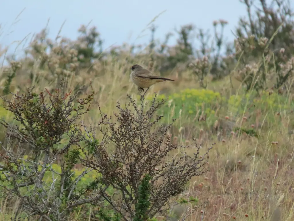 红腹地霸鹟（Muscisaxicola capistratus）
