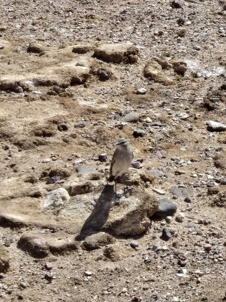 赭颈地霸鹟(Muscisaxicola flavinucha)