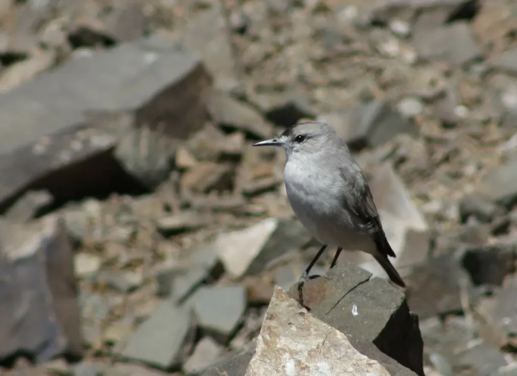 黑额地霸鹟（Muscisaxicola frontalis）