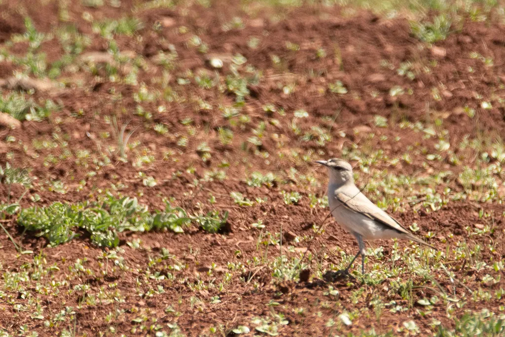 黑额地霸鹟（Muscisaxicola frontalis）