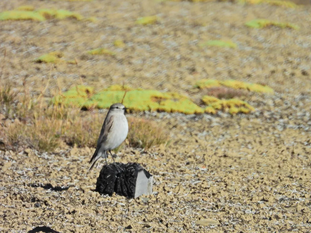 高山地霸鹟(Muscisaxicola juninensis)