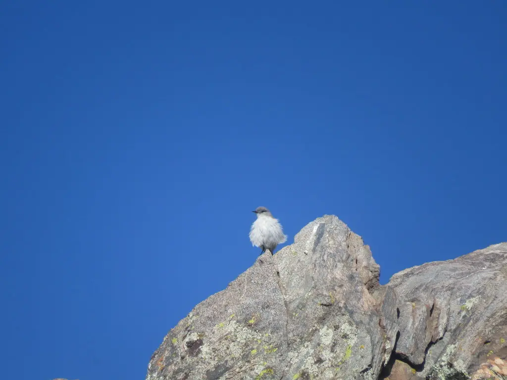 高山地霸鹟(Muscisaxicola juninensis)