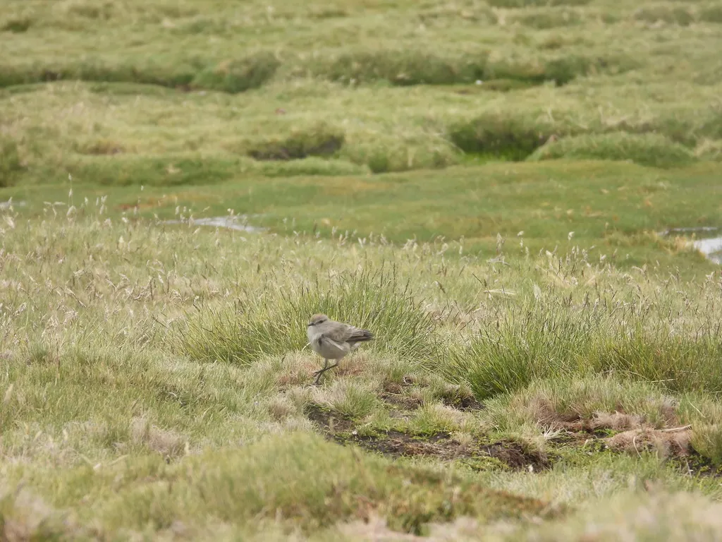 高山地霸鹟(Muscisaxicola juninensis)