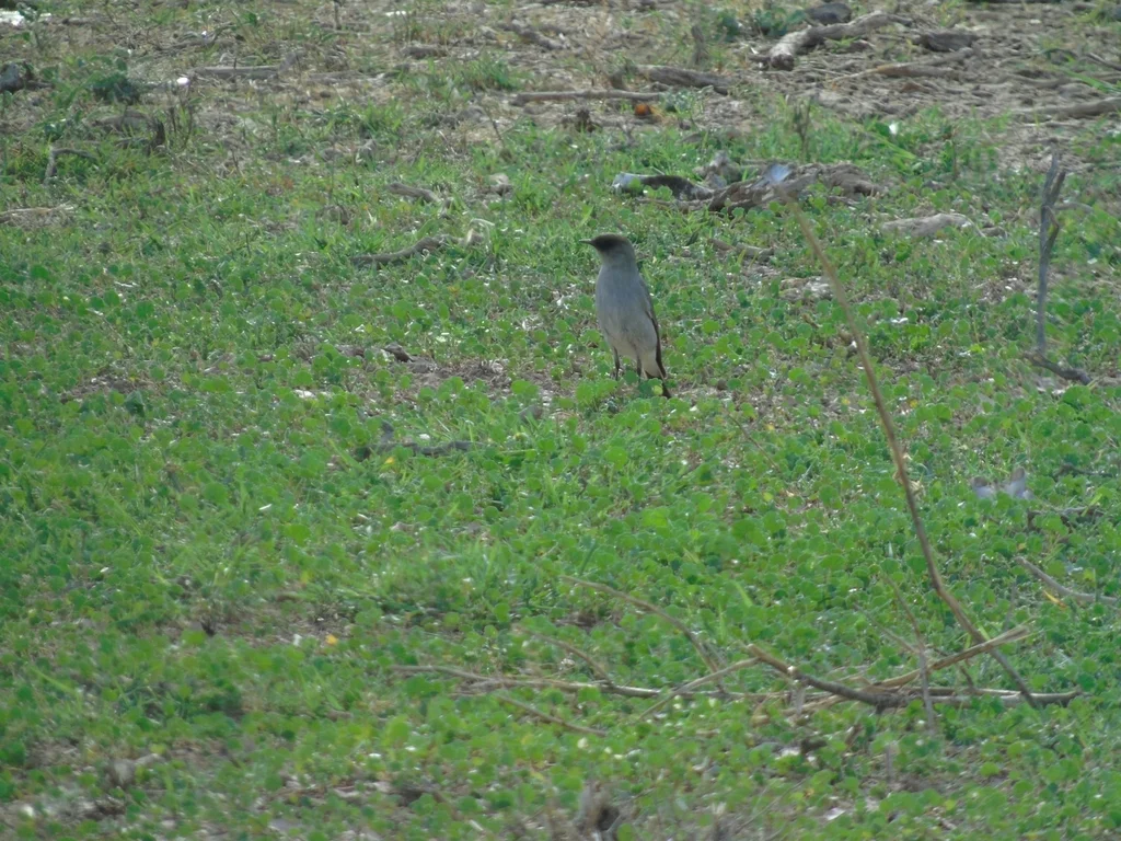 暗脸地霸鹟(Muscisaxicola maclovianus)
