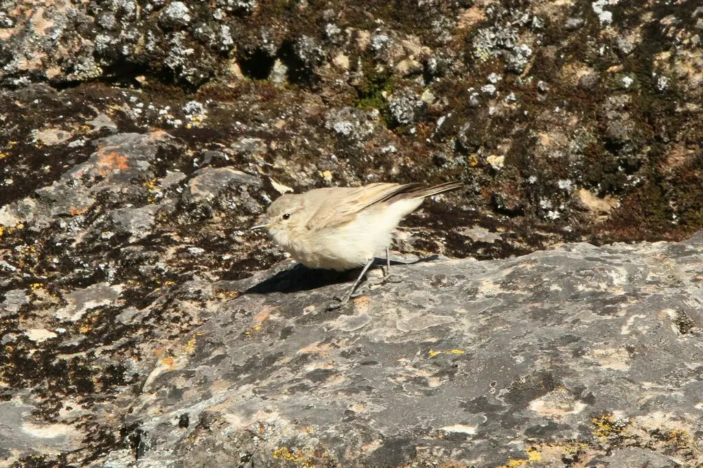 斑嘴地霸鹟(Muscisaxicola maculirostris)