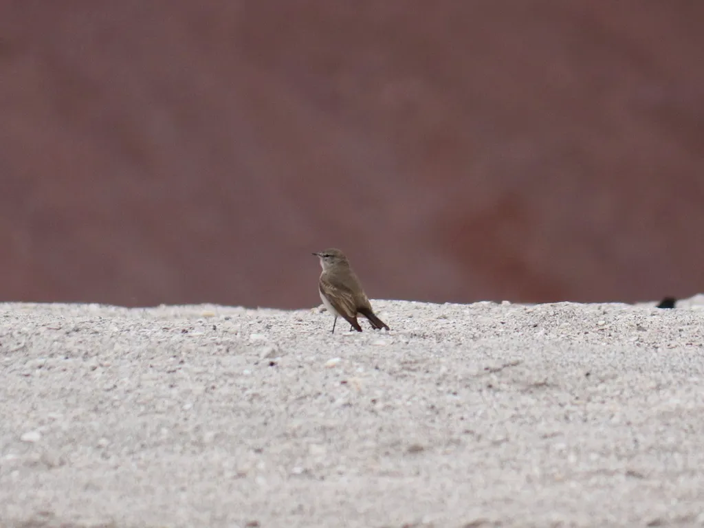 斑嘴地霸鹟(Muscisaxicola maculirostris)