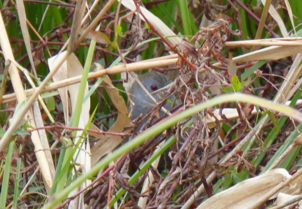 灰喉田鸡（Mustelirallus albicollis）