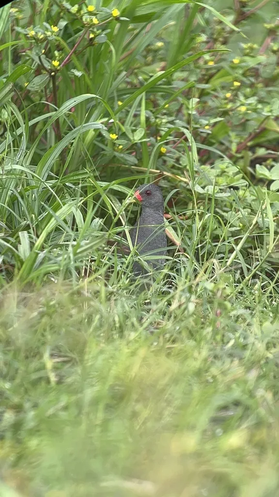 彩喙秧鸡(Mustelirallus erythrops)