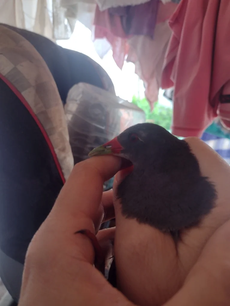彩喙秧鸡(Mustelirallus erythrops)
