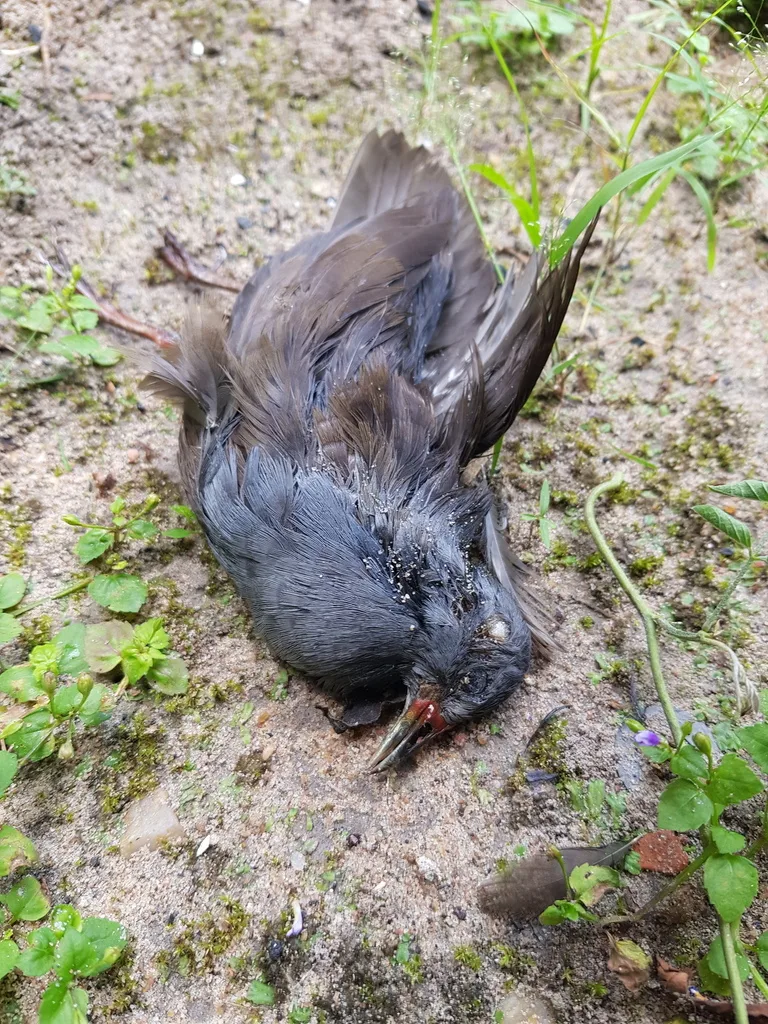彩喙秧鸡(Mustelirallus erythrops)