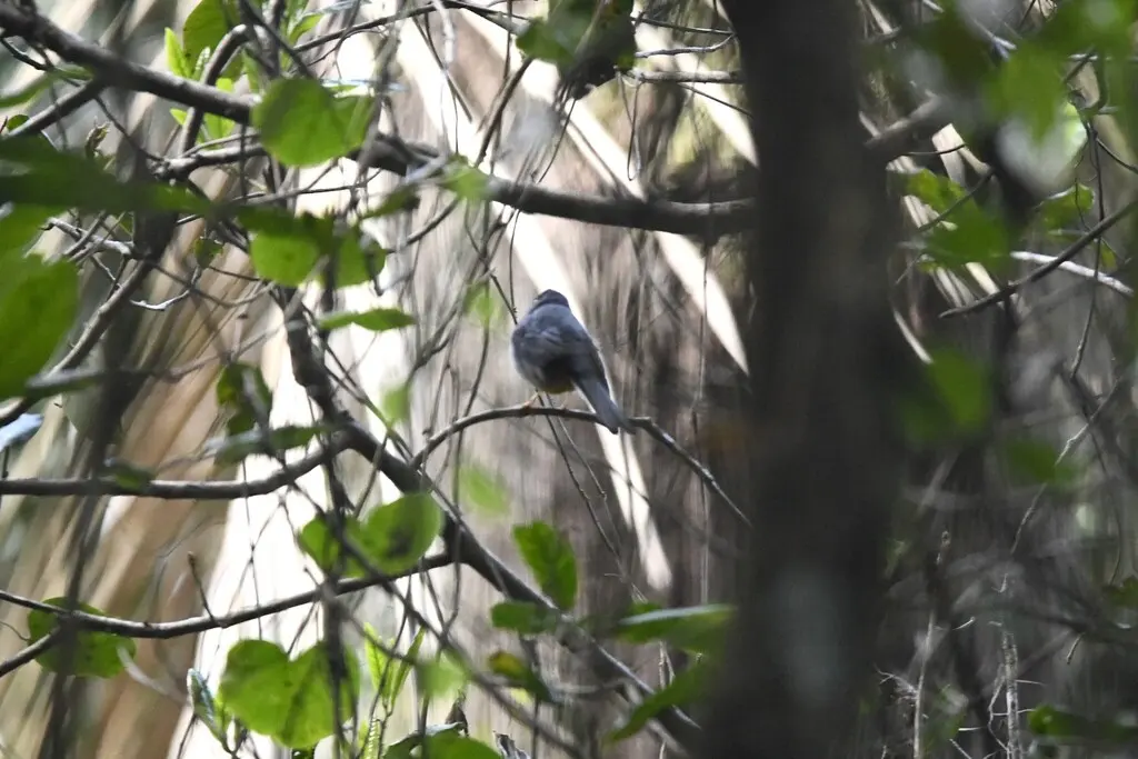 棕喉孤鸫(Myadestes genibarbis)