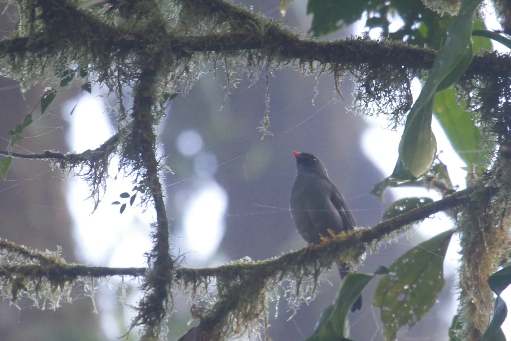 黑脸孤鸫(Myadestes melanops)